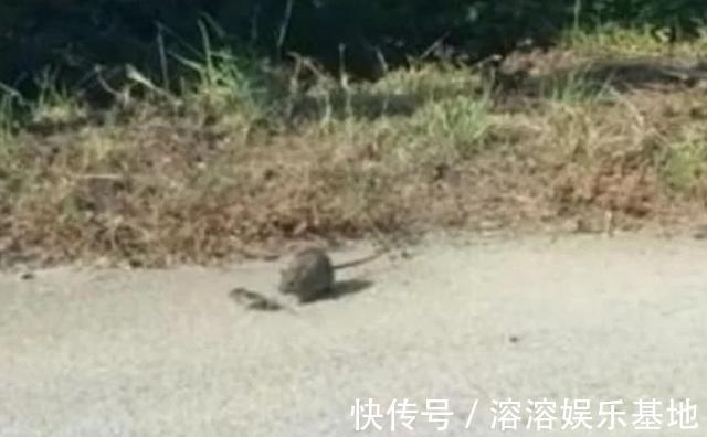 母親|趙菁被老虎拖走后,母親奮不顧身丈夫猶豫,并不是丈夫窩囊