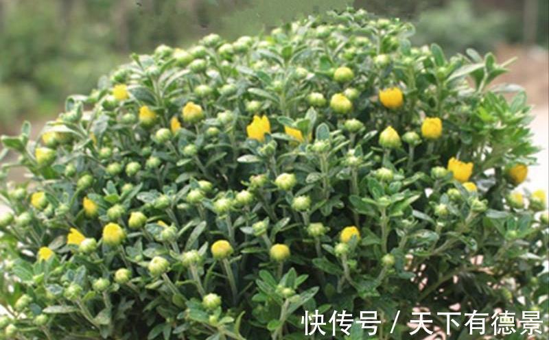 牡丹花|4种“富贵花”,南方养不好,北方能养几十年,爆成花树