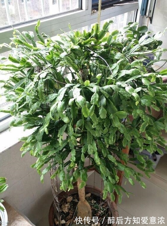 仙人掌|仙人掌如何嫁接蟹爪兰?教你3个嫁接小妙招,方法对了,开花多3倍