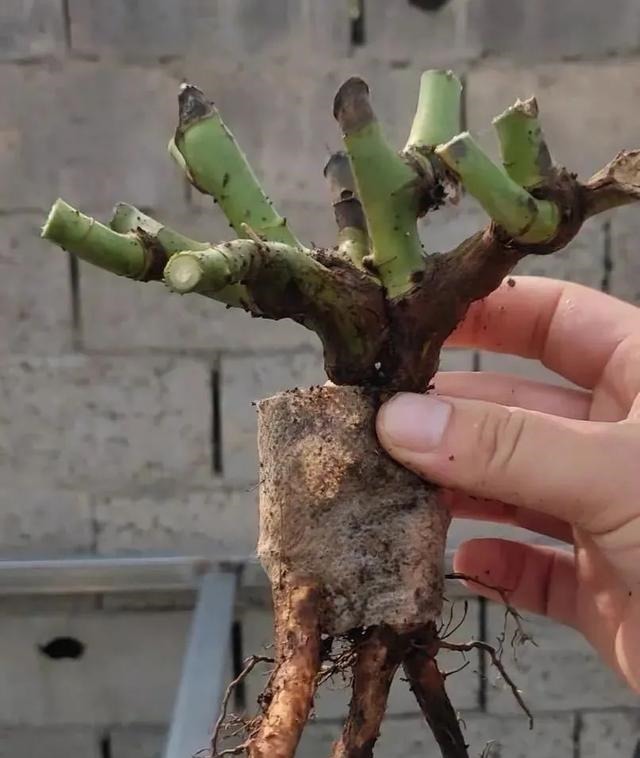 茎干|3种花养在小盆里,2年变老桩,茎干粗壮开花香,1次能开50朵