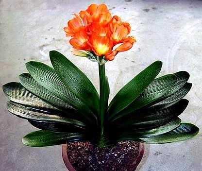 网购君子兰，换盆有“诀窍”，根系生长快，叶片肥厚根满盆！