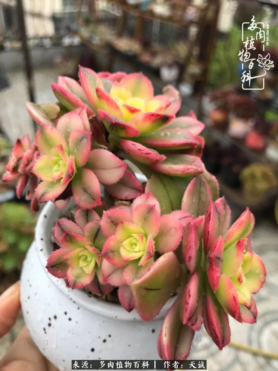 吃饱喝足,包邮区的多肉养精蓄锐准备渡劫!