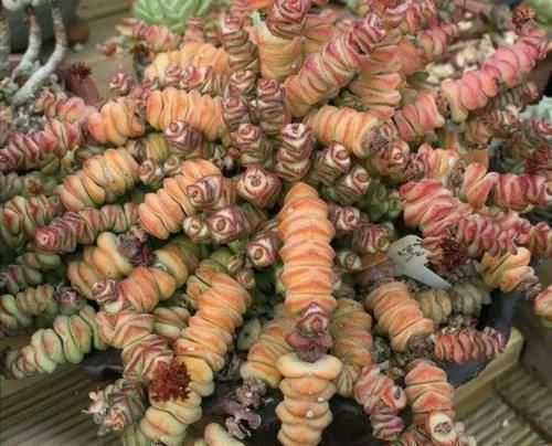 浇水|多肉钱串怎么养，才能长满花盆，株型更美观