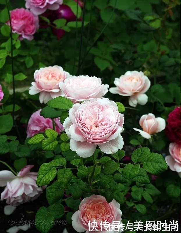 城市|在城市近郊买个40㎡的院子，闲暇时种种花草做做美食，惬意啊！