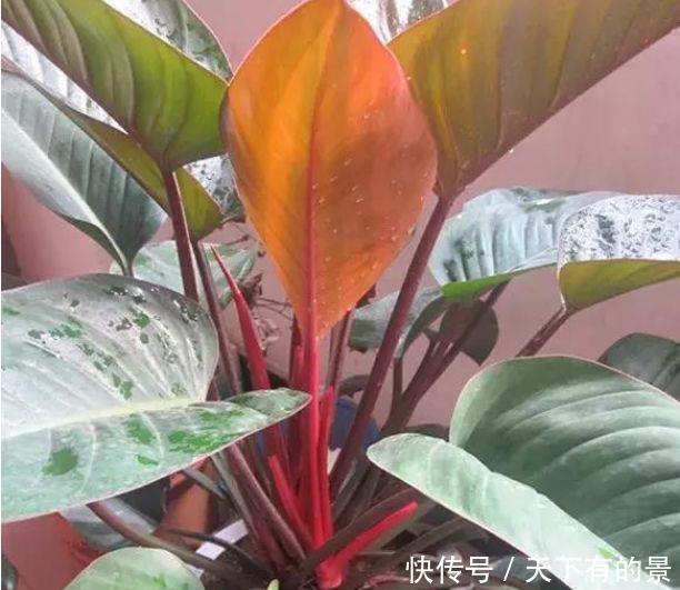 家里养此款花,直接美爆阳台,一年四季都美美的