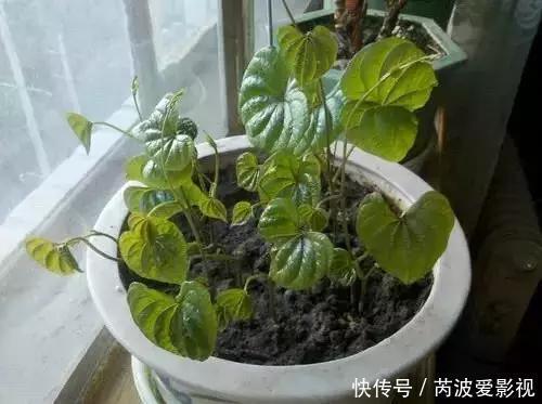 厨房里这9种菜根不要扔，泡水就能活，比绿萝好看多了！