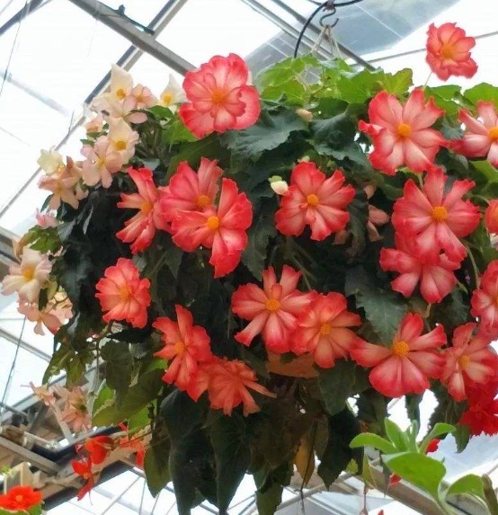 有“1种花”是神圣之花,花色艳丽,花期长达100多天,回家快去养