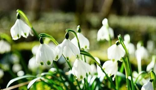 胰腺癌晚期，放弃手术、放化疗，是对是错？