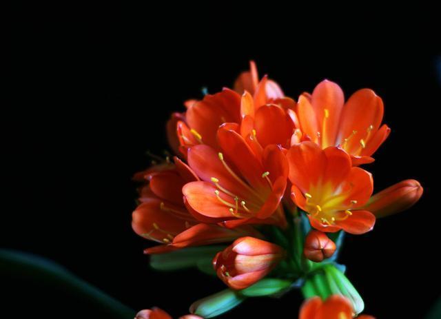 君子兰吃点“补药”,半个月看花箭蹿出来,还能预防烂根