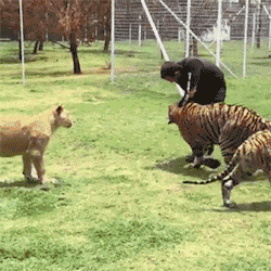 |搞笑GIF段子：单身了几十年，今天无论如何也要抢到！