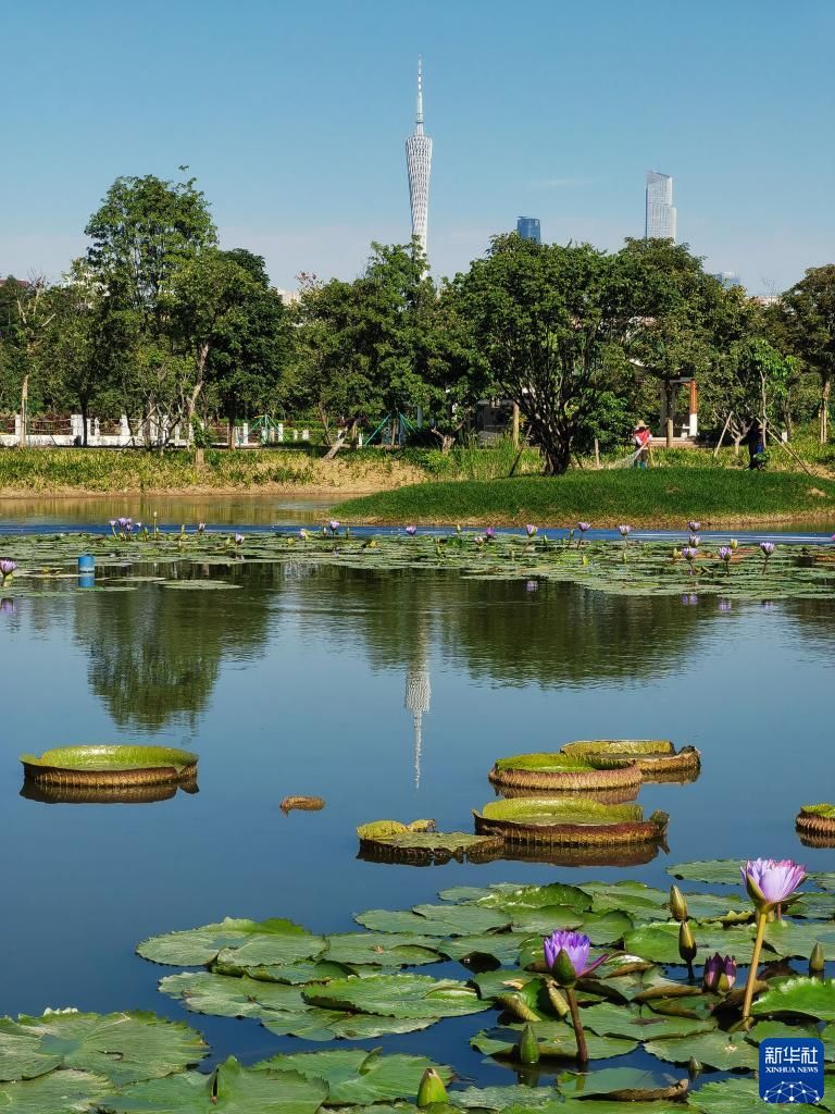 新华社记者|广州：天蓝水清景美