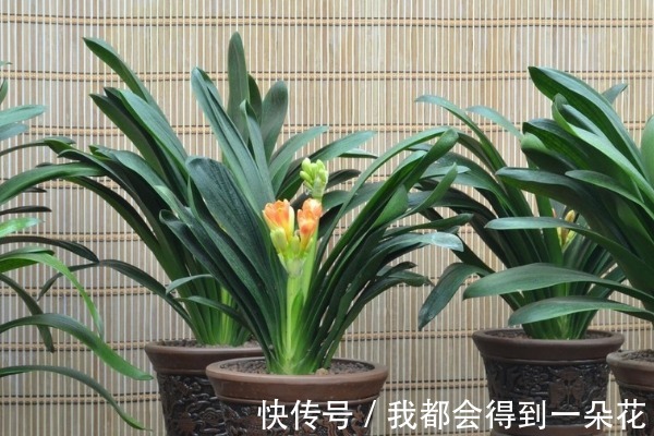 养君子兰有3个“秘诀”，做好了，叶片蹭蹭“长不停”，花朵更艳