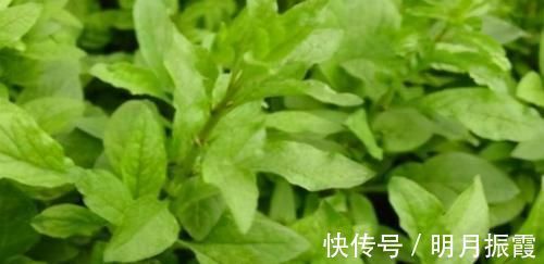 枸杞叶|女性不愿老太快,不妨坚持吃3种食物,抵抗衰老,提高免疫力