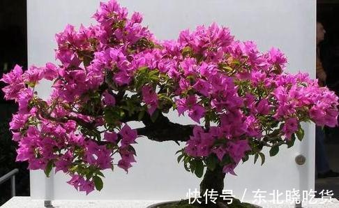 三角梅不会养，选对品种很关键，做好4点，40天后开花爆盆