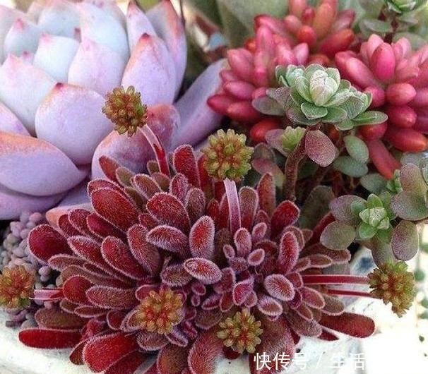 浇水|养花高手盆栽花草存在这3坏习惯要趁早改，迟了植物就遭殃