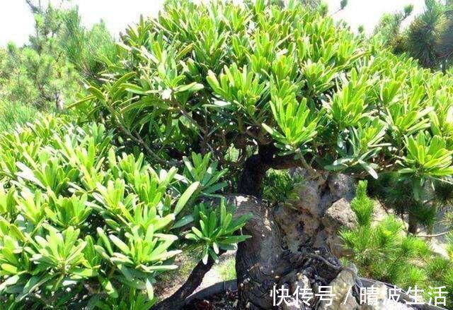 虎皮兰|家里养这4种植物，旺财镇宅，净化空气又好看，养一盆特别值