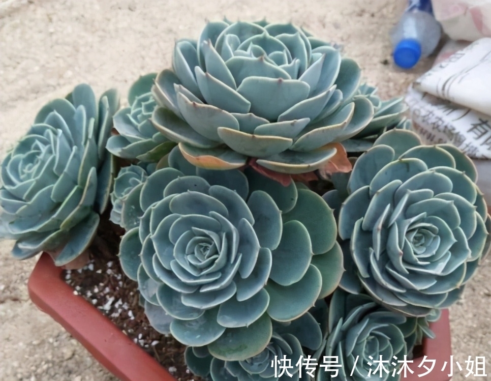 多肉老桩根系长满不想换盆?教你一招“断根法”,两个月长满新根