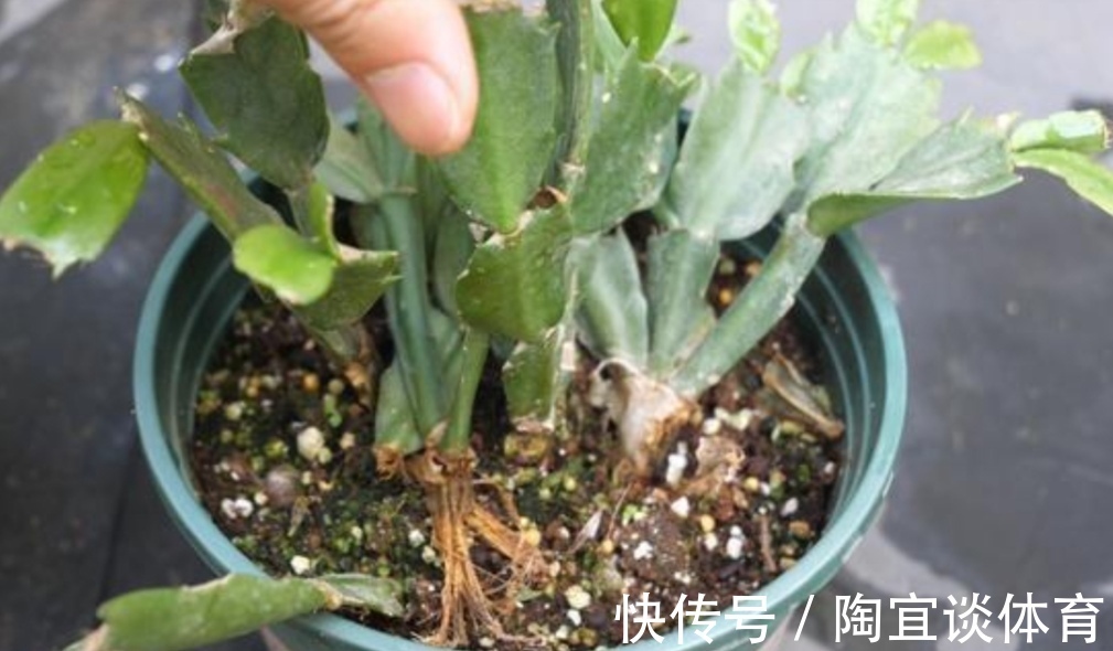 家中养蟹爪兰，夏天有“3怕”，提前了解好，才能安全度夏