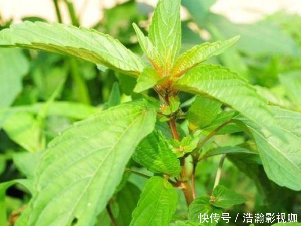 收敛性|乡下常见的铁苋菜,除了是上好野菜以外,还能拿来入药,价值高