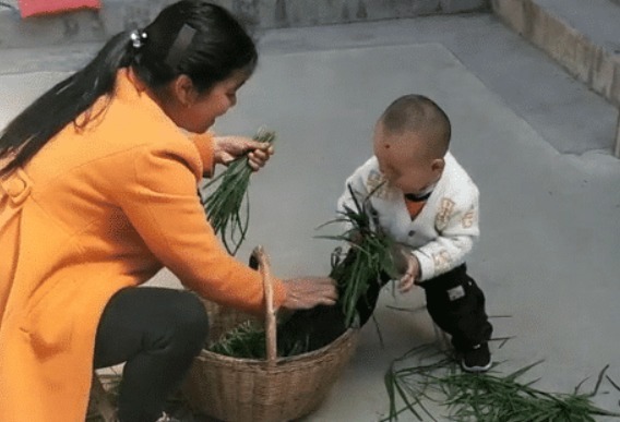 奶奶|“会干的不想干,不会干的抢着干”,萌娃实力帮倒忙,摘韭菜火了