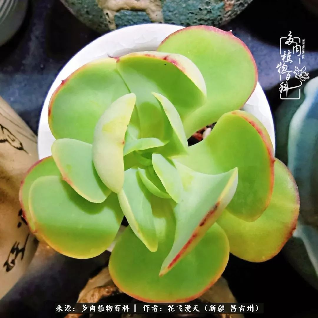 对多肉是发自内心的喜欢,心甘情愿被它们俘虏!