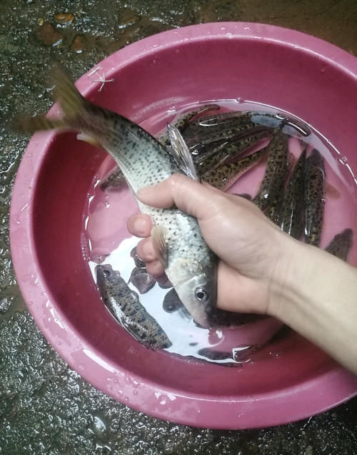 广东清远钓鱼人，水库大坝下钓起许多“老鼠鱼”来，这是什么鱼？