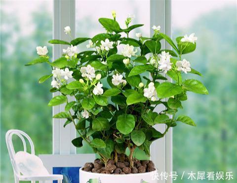 花王|秋天买茉莉，枝头满花苞3点谨慎，别手欠，开成“爆花王”