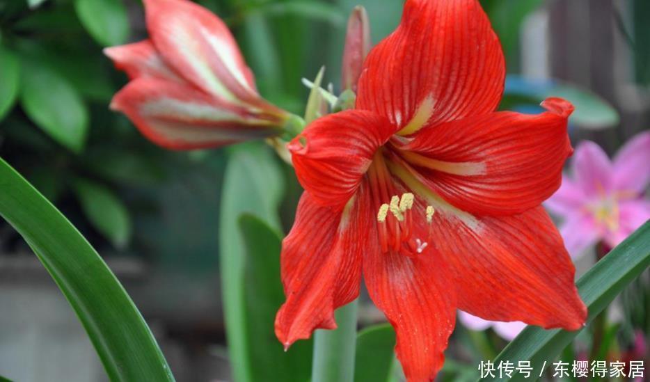 徒长|朱顶红没有光照能开花吗?缺光会发生什么不良反应?