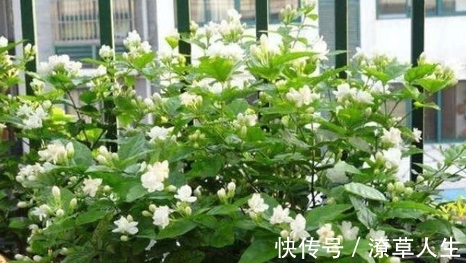 养花就养4种花,家里养一盆,开花漂亮花期长,不易生病好养护