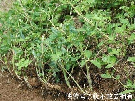 山胡萝卜|人称“山胡萝卜”,过去是普通野草,其实是精品野菜,一斤40元