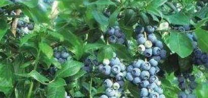 健脾|想长寿得会吃,3种食物每天吃点,健脾养胃,排毒抗衰,滋补身体