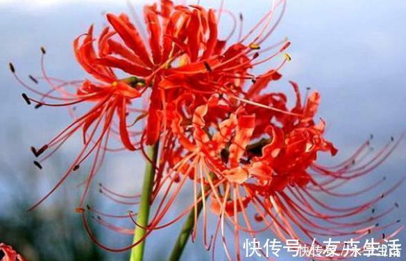 夜来香|家里若有这些绿植,赶紧扔掉,外表虽好看,却对健康没好处