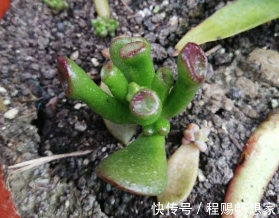 养花6种“丑八怪”,放在家里能镇宅,养的越久越气派