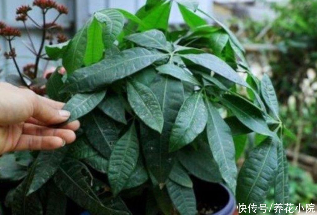 发财树|5月养发财树，别只靠浇水，用上“2种肥”，枝叶长得更繁茂
