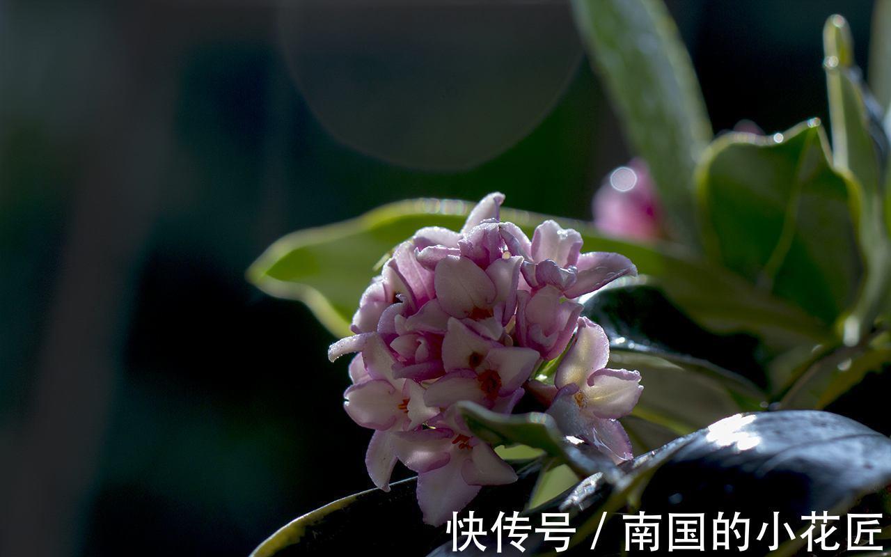 养护|金边瑞香冬天怎么养，这样养护金边瑞香开花更多更漂亮