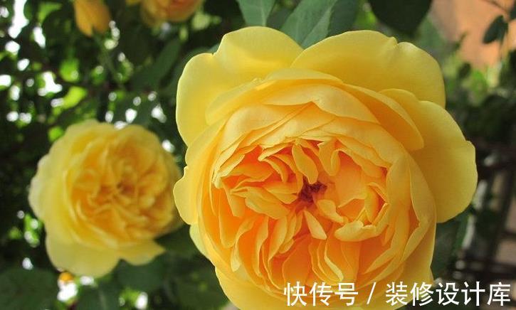 莲花|8月9日-8月24日，庭院选这几款花，花色艳丽，三季开花，好养易活