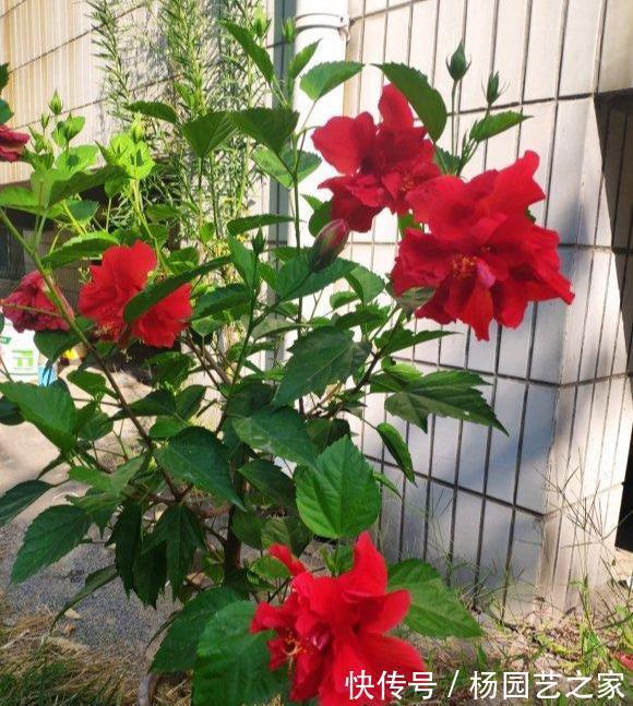 芍药|6种漂亮花，花比拳头大，家里养一棵，富贵自然来