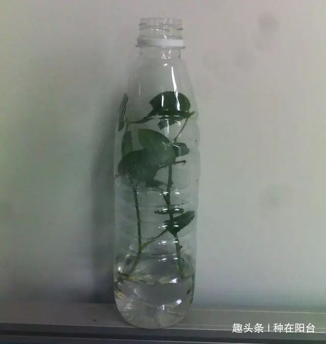 零成本将90地球植物种在阳台上 ，台长教你水陆两栖扦插法
