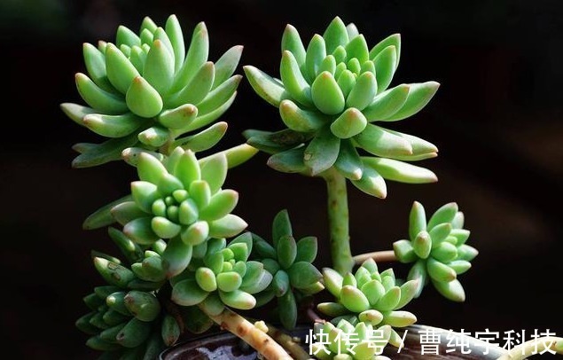 紫乐|入夏养多肉首选''4种'',好养易度夏,2年成“老桩”,高档又霸气!