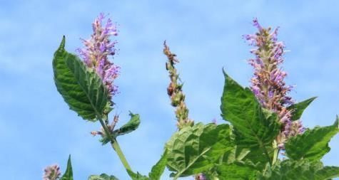 一种比香水还香的野草,含一片叶子能除口臭,还是上等高钙菜!