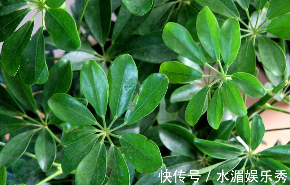 客厅养这五种花,寓意好,好养还美观,你都了解过吗