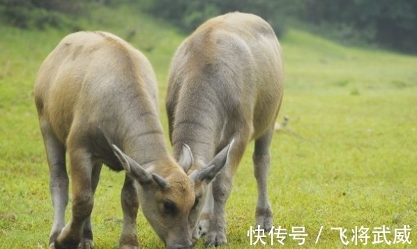 生肖|11月底，喜鹊报喜，好运连连，运势如开外挂生肖，即将咸鱼翻身