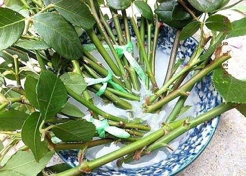 “这”5种花太贵,“掐”1片叶子,一插就活,别“白”花钱了