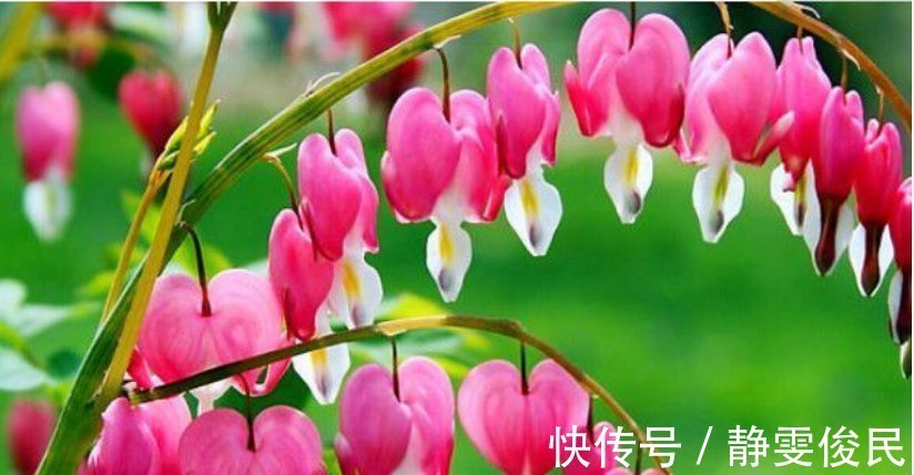 月季|最受欢迎的4种花,被称为“开花机器”,花朵迷人,阵阵花香