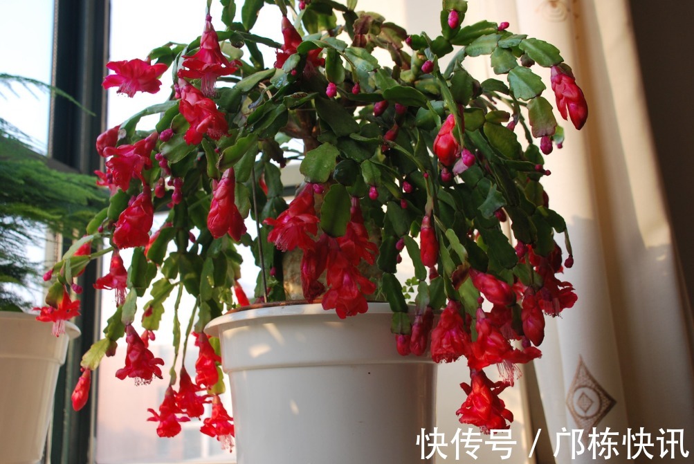 蟹爪兰开完花以后,做好这几步,叶子绿油油,二次开花很简单