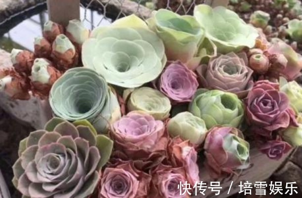 公认的4种“最美多肉”,还超级耐旱、好养,养花新手都能养