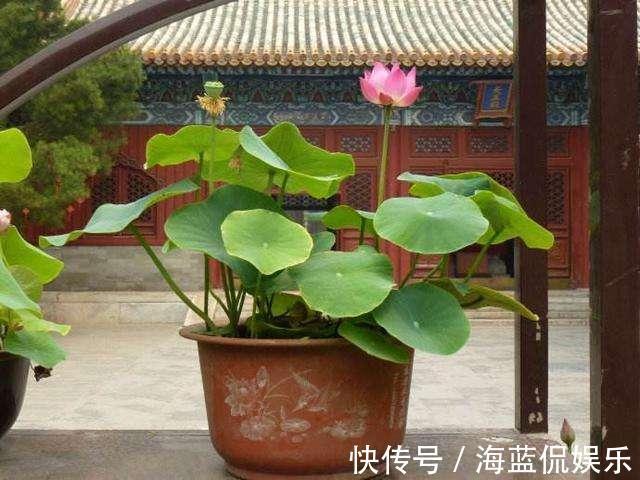 功夫|王阿姨找个大缸开始养藕,几天功夫长出叶片,放点小鱼观赏性强