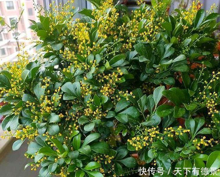 荷苞花|4种花是“开花大户”,一次开放100朵,家里摆1盆,比香水还好闻