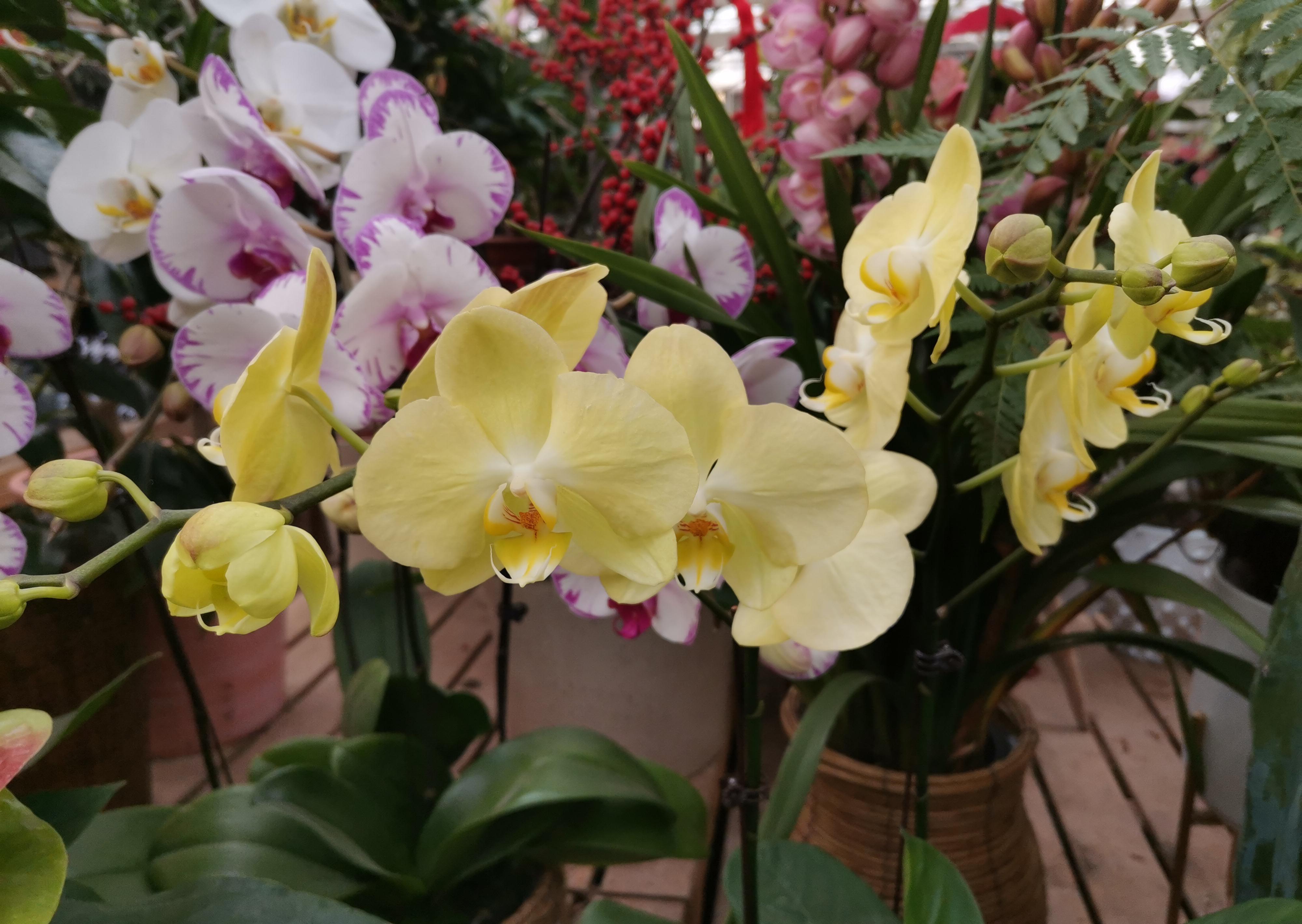 蝴蝶兰根腐就扔了，试试这种办法，操作简单成活率高