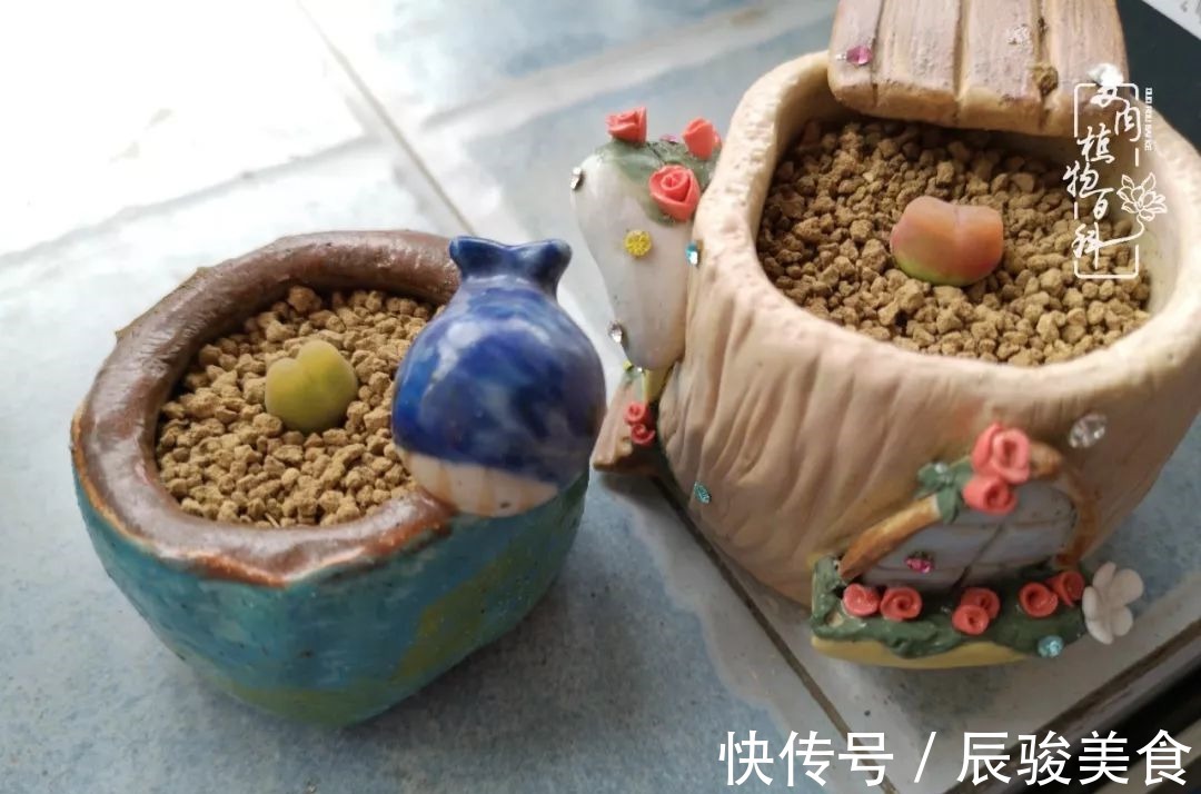 蓝苹果|经历一个夏天的摧残,方知皮实好养的多肉才是真爱!